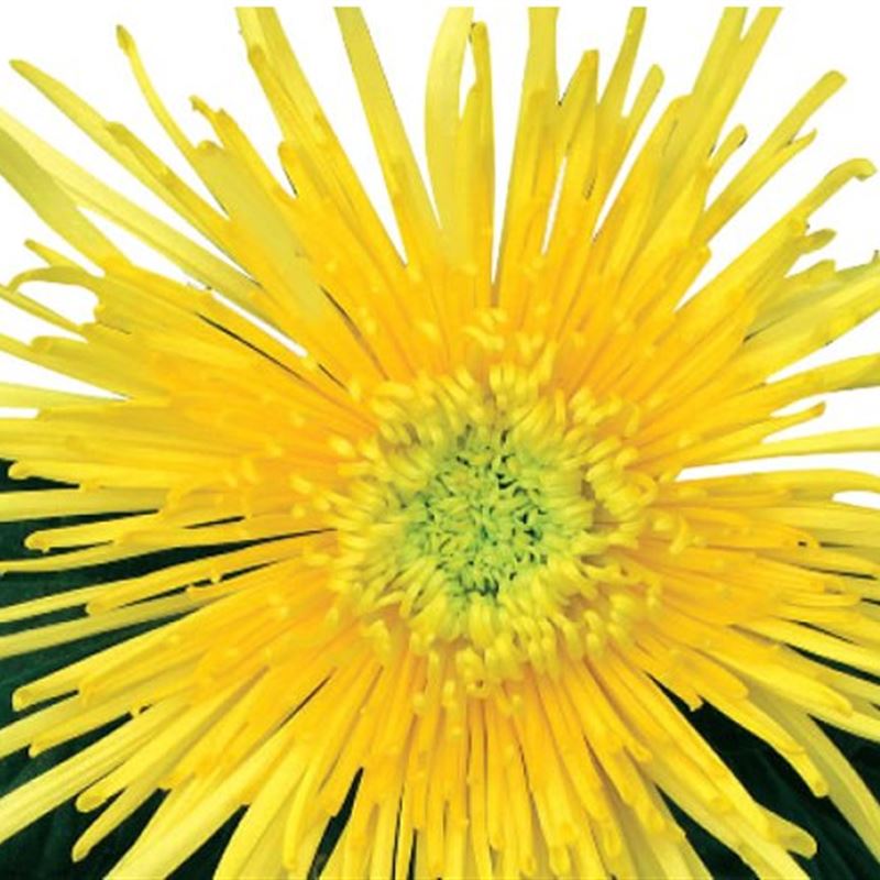 SUPER YELLOW